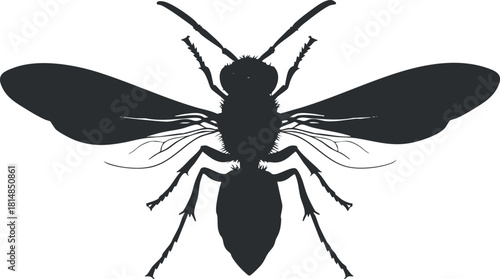 Silhouette vector illustration of a bee, showcasing its intricate wings and body structure for nature and biology projects