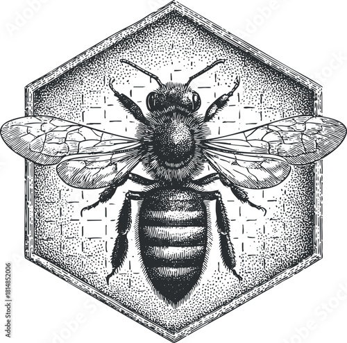 Vintage black and white vector illustration of a bee inside a hexagon, ideal for branding and organic product designs