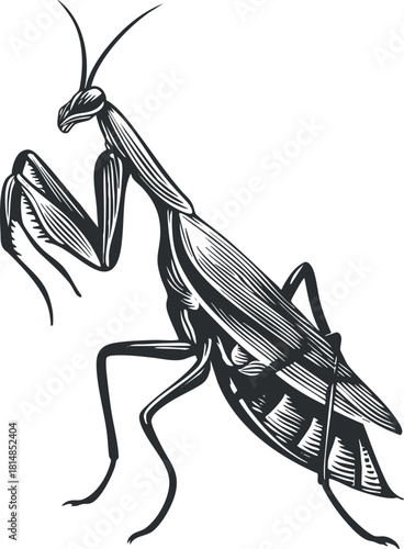 Detailed black and white vector illustration of a praying mantis, ideal for educational and nature-themed projects.