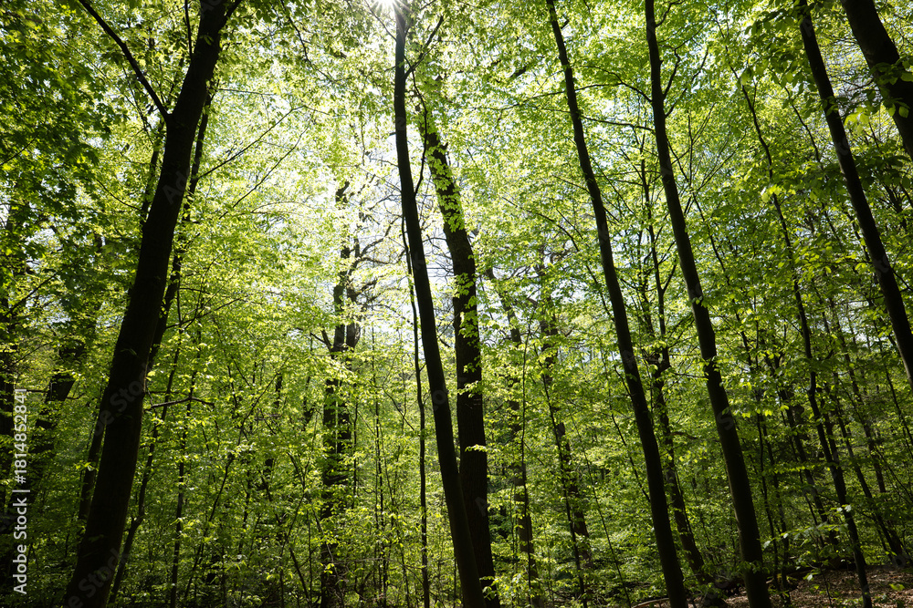Fototapeta premium Lush green forest in Germany with tall slender trees, dappled sunlight, and vibrant foliage in spring.