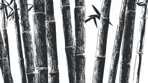 Detailed black and white vector illustration of bamboo stalks, perfect for nature-themed designs and eco-friendly projects