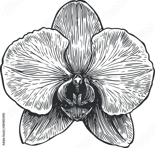 Detailed black and white vector illustration of an orchid flower, perfect for botanical art and design projects