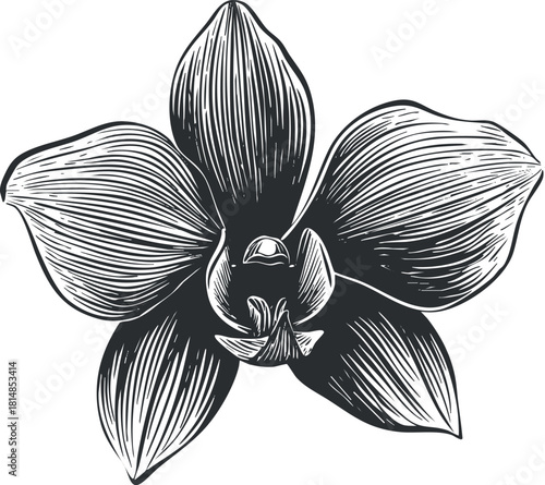 Elegant black and white vector illustration of an orchid flower, ideal for botanical designs and floral-themed projects