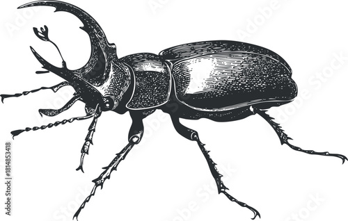 Detailed black and white vector illustration of a horned beetle, suitable for educational and artistic projects.