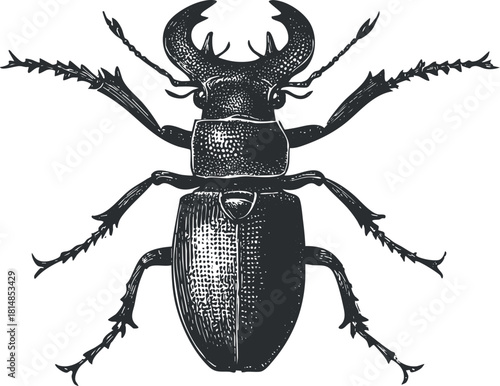 Detailed black and white vector illustration of a horned beetle, suitable for entomology projects and nature-themed designs