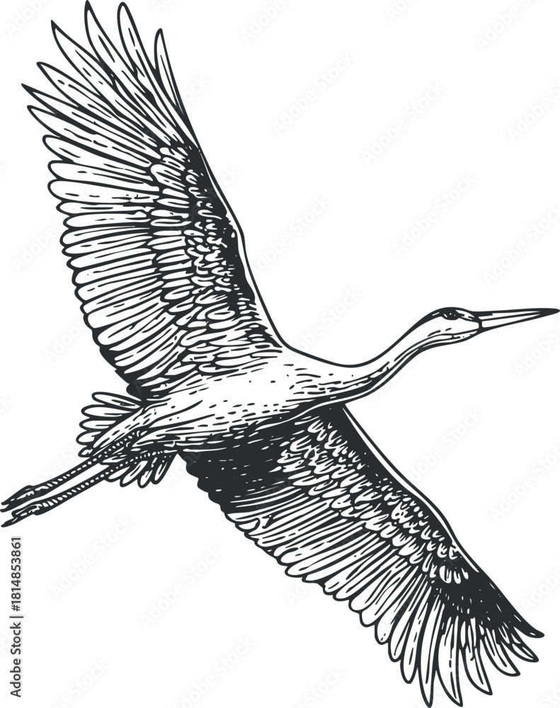 Obraz premium Detailed black and white vector illustration of a flying crane, showcasing elegant wings and a graceful pose for nature-themed designs.