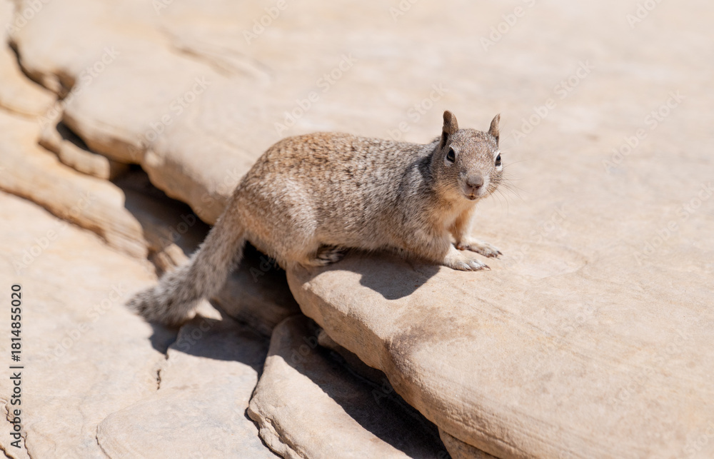 Naklejka premium Desert Squirrel in Zion National Park