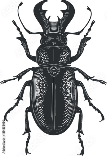 Detailed black and white vector illustration of a beetle, ideal for educational and artistic projects.