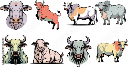 Colorful brahman bull set with hump horns in various strong poses