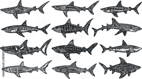 Stylized vector illustration collection of various shark species in black and white, ideal for marine-themed designs and educational materials