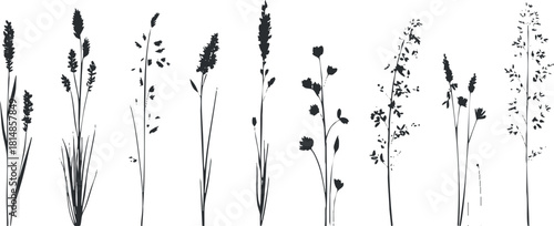 Elegant silhouette vector illustration of various wildflowers and grasses, perfect for botanical design projects and nature-themed artwork