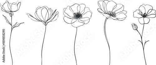 Elegant line art illustration of various flowers in a minimalist style, perfect for botanical design projects and decor