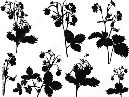 seven strawberry plant silhouettes isolated on white