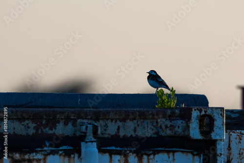 Canvas Print Adult White Wagtail (Motacilla alba) common in open habitats seen on Bull Island