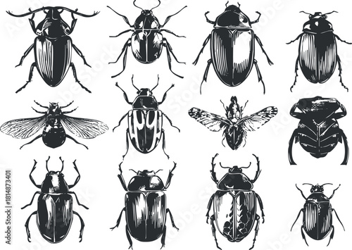 Intricate vector illustration collection of various beetle species in black and white, ideal for educational and design projects