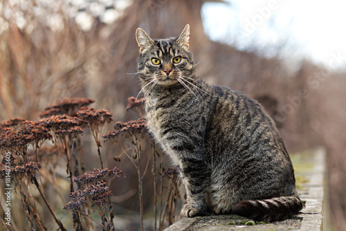 Adorable tabby cat sits outside on a stone wall, looking attentively and curiously into the camera. An autumn or winter day in the garden