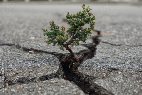 Fototapeta Naklejka Na Ścianę i Meble -  A small green plant growing through a crack in the asphalt