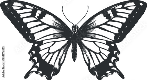 Monochrome illustration of a butterfly with detailed wing patterns, showcasing symmetry and elegance.