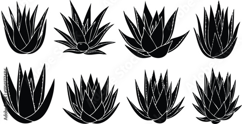 Various types of agave plants illustrated in a detailed vector format for botanical enthusiasts and designers 