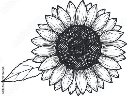 Detailed black and white vector illustration of a sunflower with intricate petals and leaves for botanical design and art projects