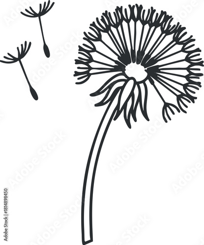 Elegant black and white vector illustration of a dandelion flower and seeds, perfect for botanical designs and nature-themed projects