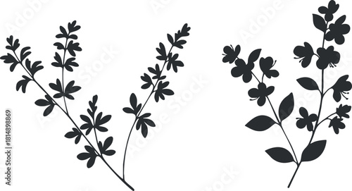Silhouette vector illustration of botanical elements featuring elegant floral branches for design and decor projects