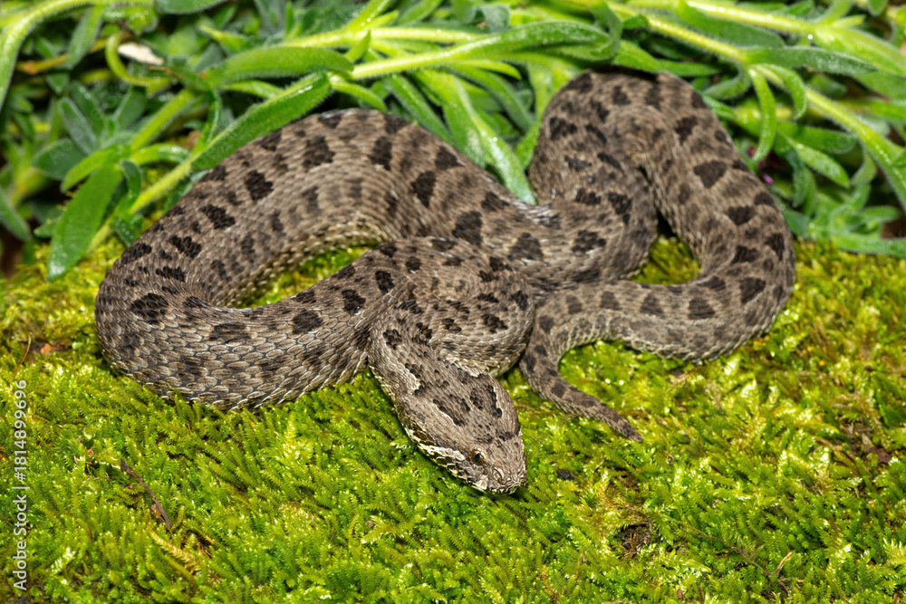 Obraz premium Close-up of a beautiful berg adder (Bitis atropos), from the Drakensberg. An African venomous snake on a mossy rock