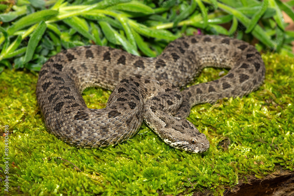 Fototapeta premium Close-up of a beautiful berg adder (Bitis atropos), from the Drakensberg. An African venomous snake on a mossy rock