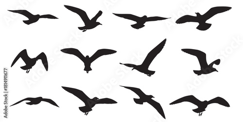 Silhouette of birds flying in different directions against a white background