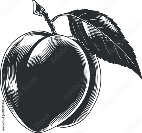 Vintage black and white vector illustration of an apple with a leaf, perfect for food branding and design projects