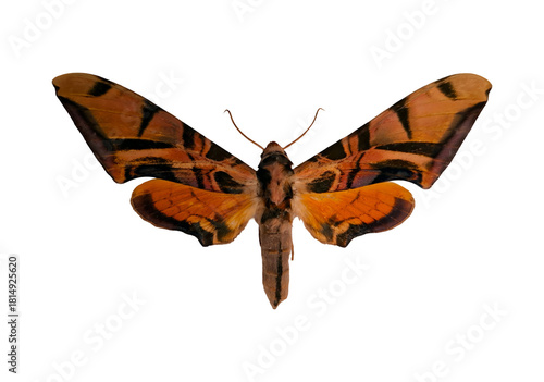 This orange hawk moth shows off its striking orange and brown wings, featuring unique patterns. It is positioned against a white background, allowing for clear visibility of its details.