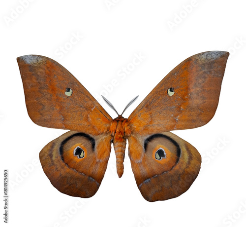 Bright orange silkmoth Salassa thespis showcases its striking wings with distinctive eye patterns. This isolated specimen highlights its natural beauty and intricate details.