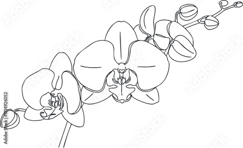 Elegant line art illustration of an orchid flower, perfect for botanical designs, decor, and floral arrangements