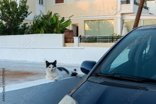Fototapeta Naklejka Na Ścianę i Meble -  Chat errant couché à côté d'une voiture