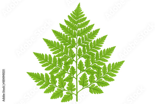 Green fern frond on transparent background, fresh wild plant leaf for nature, forest, and botanical designs