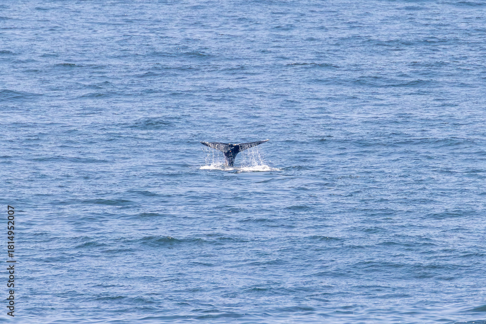 Fototapeta premium Whale Tail Lifting Above Open Ocean Surface