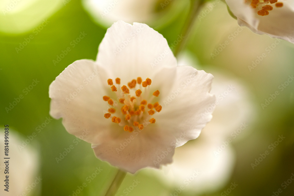 Obraz premium A close up of a white flower with yellow centers