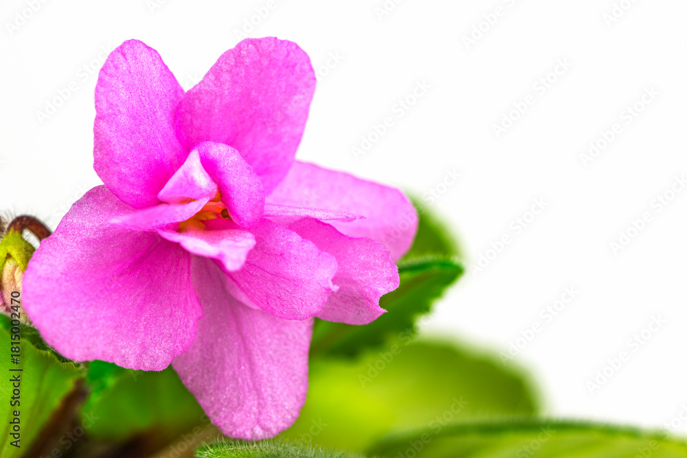 Fototapeta premium A small pink flower with a green stem