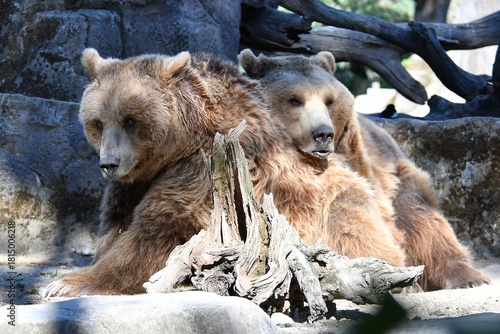 coleccion de varios animales salvajes