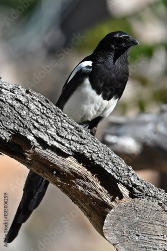 coleccion de varios animales salvajes