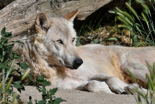 coleccion de varios animales salvajes