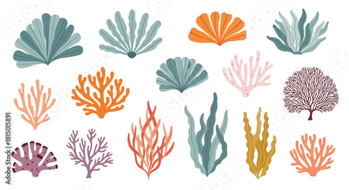 Assorted Seaweed and Coral Illustrations.
