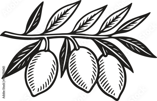 Argan branch botanical linocut illustration black and white etching style for packaging and label design