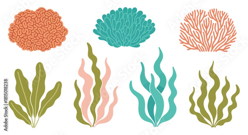 Colorful Seaweed and Coral Collection - Underwater Plant Life.
