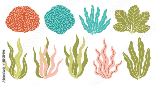 Diverse Seaweed and Coral Collection.