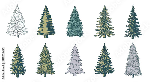 Variety of Evergreen Trees - A Collection of Coniferous Illustrations.