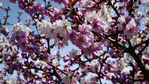 Wallpaper Mural captivating 4k footage blossoming spring trees radiant colorful flowers swaying under gentle light symbolizing nature’s renewal growth enchanting cycle seasonal transformation Torontodigital.ca