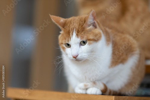 Wallpaper Mural 室内でくつろぐ可愛い猫　茶トラ白 Torontodigital.ca