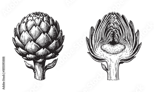 Black and white illustration of a whole artichoke and a crosssection