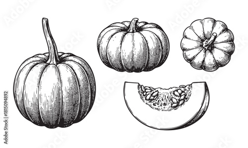 Handdrawn vintage illustration of various pumpkins and a sliced squash